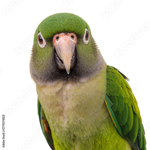 Green Parrot With Vibrant Feathers and Curious Expression Posed for a Close-U...