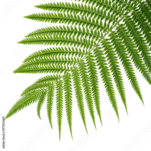 Lush Green Fern Leaves Displaying Intricate Patterns in Natural Light