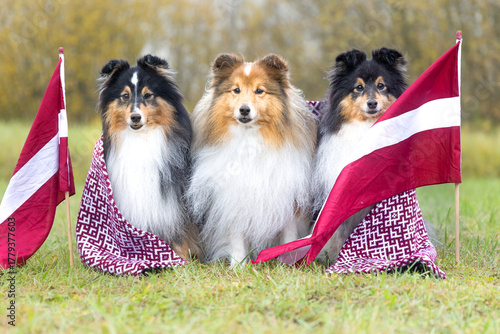 Shetland Sheepdogs wearing traditional Latvian patterned scarves sit proudly between national flags on a grassy field — a joyful tribute to Latvia’s Independence, freedom, and enduring national pride