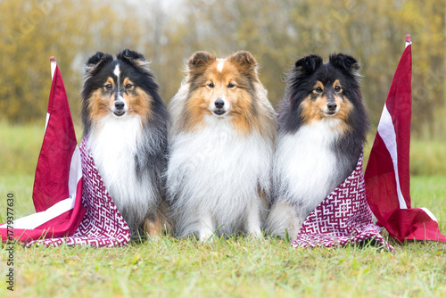Shetland Sheepdogs wearing traditional Latvian patterned scarves sit proudly between national flags on a grassy field — a joyful tribute to Latvia’s Independence, freedom, and enduring national pride