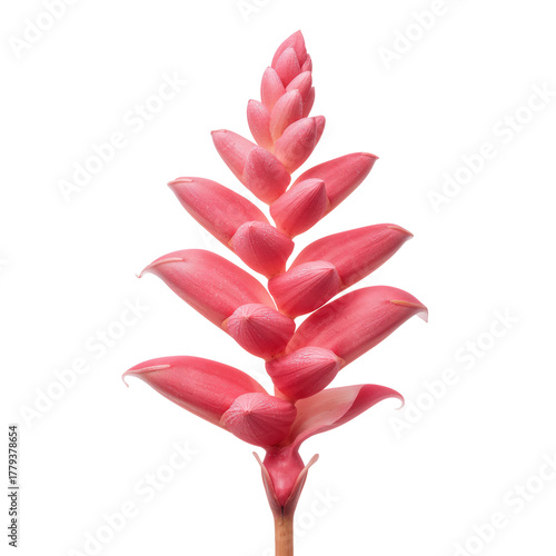 Beautiful Pink Flower With Layered Petals Standing Tall in Natural Light