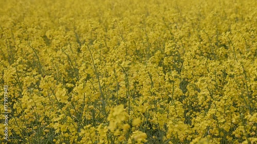 Vibrant yellow flower field in bloom