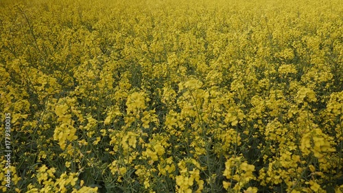 Blooming Canola Field Under Clear Sky