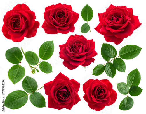 Different part of red rose flower, green leaves, isolated on transparent background.