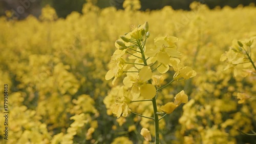 Yellow Flower in Blooming Field