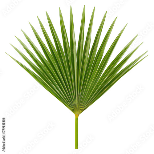 Green Palm Leaf Resting on a Light Background Showcasing Its Long, Slender Fr...