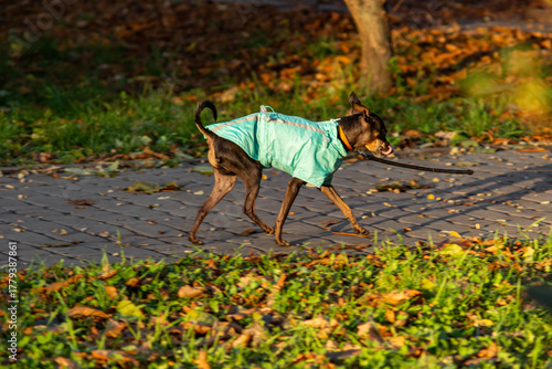 a small dog dressed for a walk