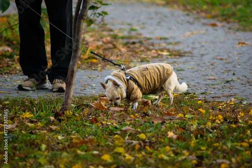 Chihuahua with its owner on a walk