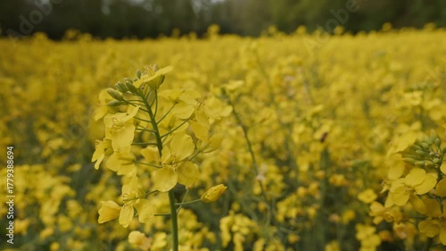 Close-Up of Yellow Flowers in a Field