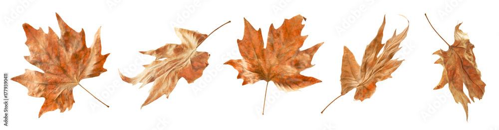 Obraz premium Brown leaves isolated on white, set. Autumn season