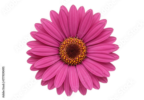 Photos Isolated Magenta Daisy Flower Head with Brown Center for Floral Design in Spring