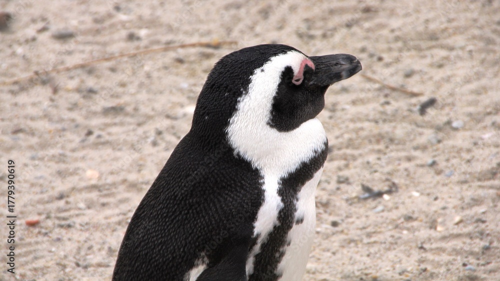 Fototapeta premium Afrikanischer Pinguin