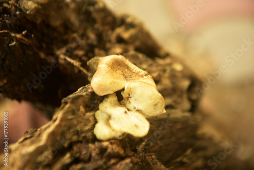 Photography Grebe Mushroom old death tree trunk