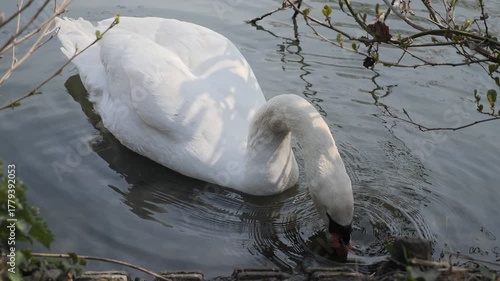 Swan Dipping Head in Tranquil Pond