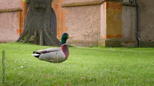 Mallard Duck on Grass Near Tree and Building