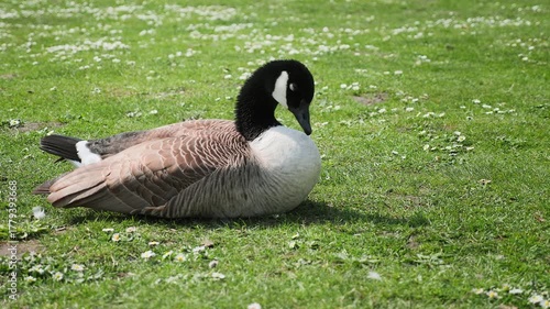 Canada Goose Resting on Grassy Field