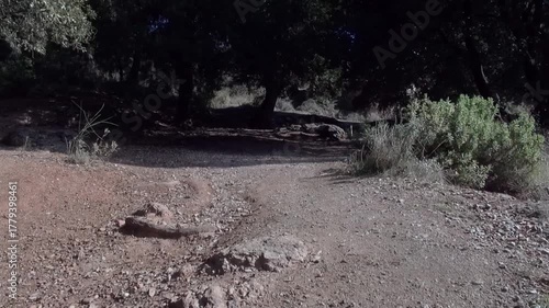Forest path trail gimbal handheld La Mola dirt slope soil traveling