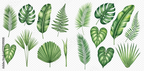 A collection of watercolor tropical green leaves including palm, monstera, banana, and fern on a transparent background.