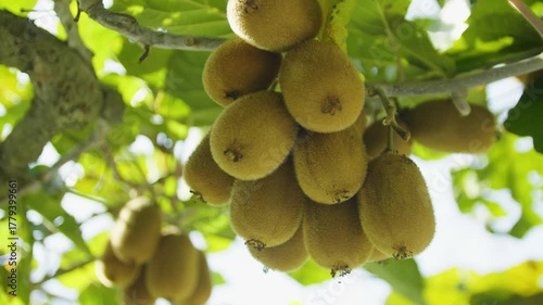 Close-up of kiwi fruit hanging on a vine in the sunlight. Montenegro.