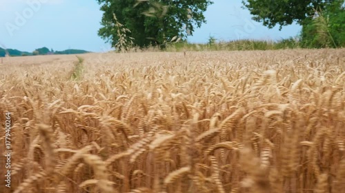 Golden Wheat Field Under Blue Sky