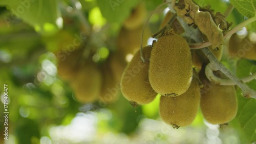 Close-up of kiwi fruit hanging on branches in the sunlight. Montenegro.