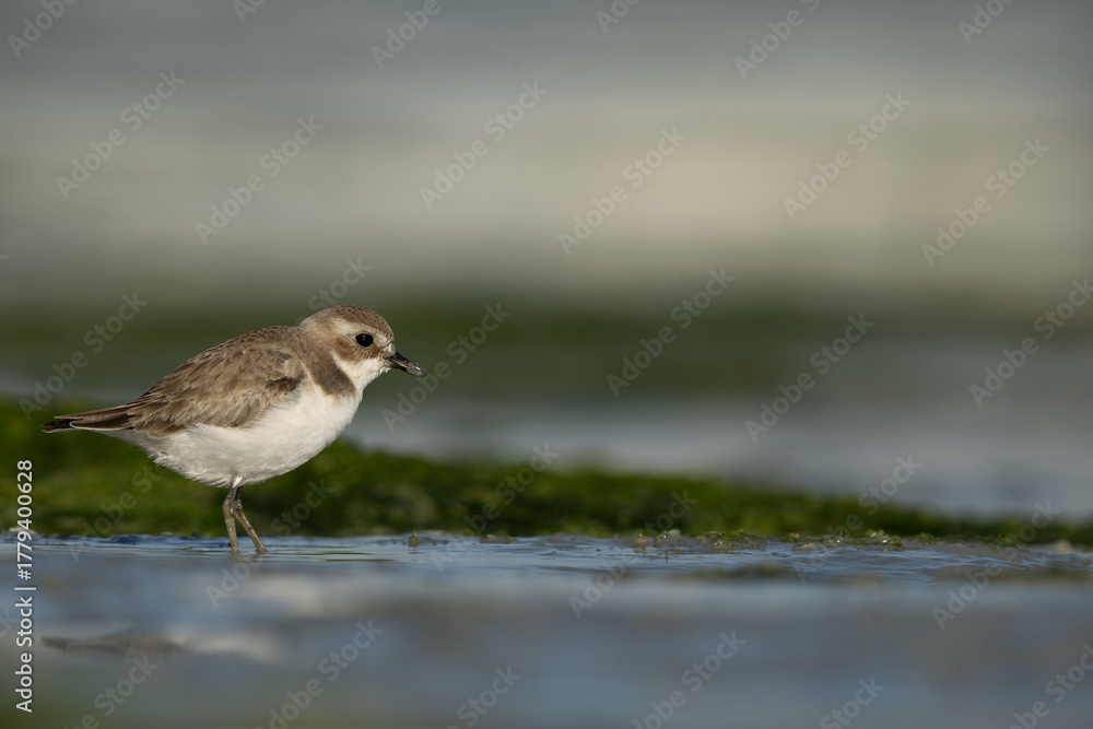 Fototapeta premium Portrait of a Lesser sand plover at Eker creek