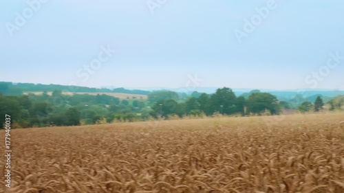 Serene Wheat Field Landscape