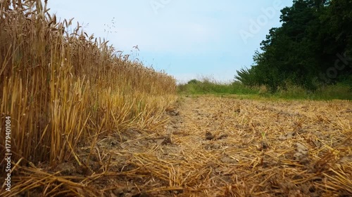 Harvested Wheat Field with Stubble and Clear Sky