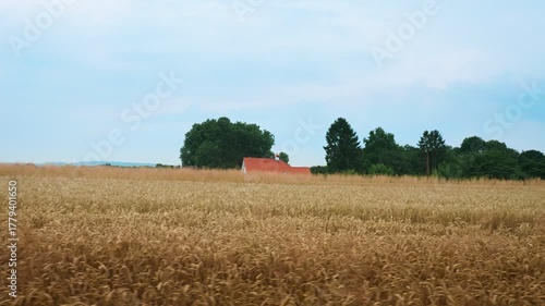 Rural Wheat Field with Distant House