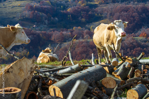  Transapuseana, one of the most spectacular roads in Romania 