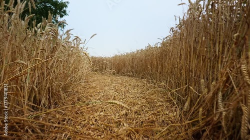 Path Through Golden Wheat Field