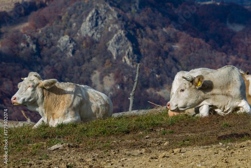  Transapuseana, one of the most spectacular roads in Romania 