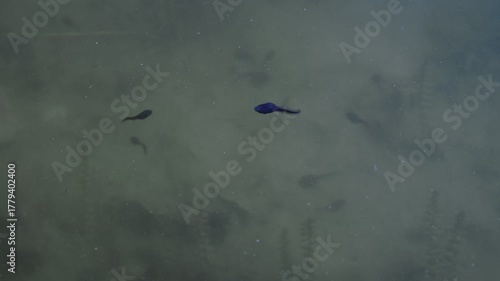 Tadpole that swims in a circle