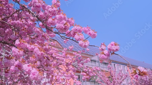 Blooming cherry blossoms against a blue sky