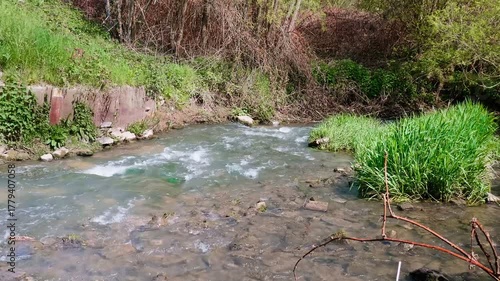 Serene Stream in Lush Forest