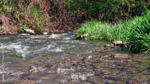 Serene Stream Flowing Through Lush Greenery