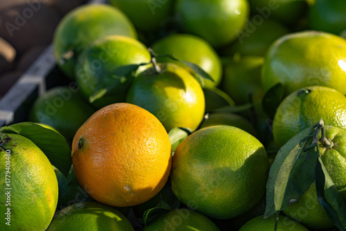 Mixed citrus with one ripe orange glowing among glossy green fruits at a farmers’ market; selective focus, rich texture and natural light highlight fresh produce and lifestyle appeal.
