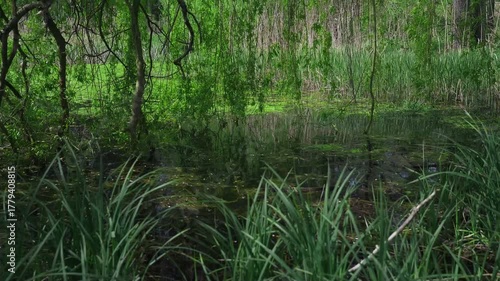 Serene wetland scene with lush greenery and reflections