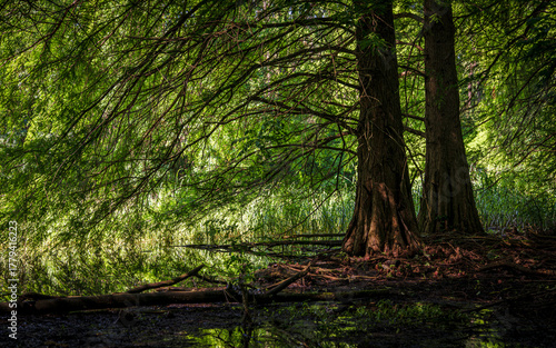 Forest.jpg