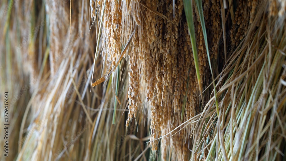 Fototapeta premium 乾燥した稲