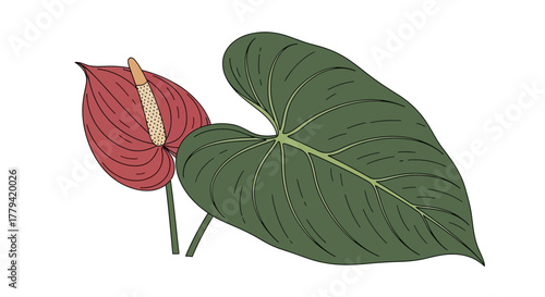 Stylized Anthurium with large leaf illustration on a clean white backdrop