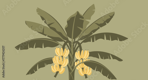 Aesthetic botanical illustration of banana tree with fresh yellow fruits