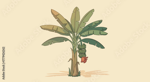 Banana plant illustration with lush foliage and vibrant fruit clusters