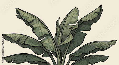 Detailed banana leaves illustration with vintage botanical style drawing