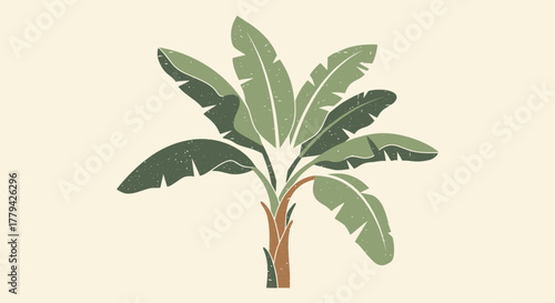 Elegant banana tree illustration with a vintage aesthetic design