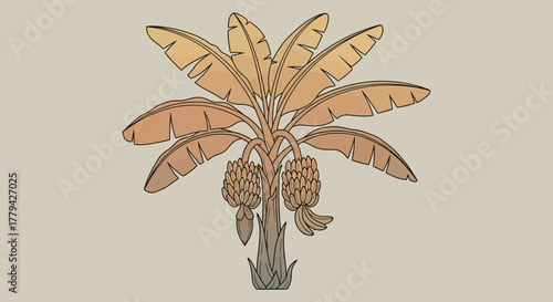 Vintage styled banana tree illustration with ripe fruit bunches decoration