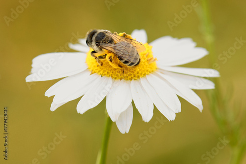 Individual of Bee Apis mellifera on central European meadow flower