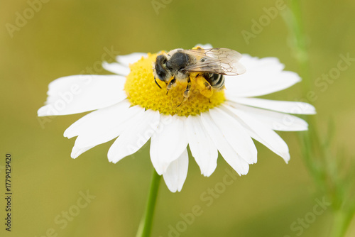 Individual of Bee Apis mellifera on central European meadow flower