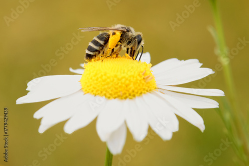 Individual of Bee Apis mellifera on central European meadow flower