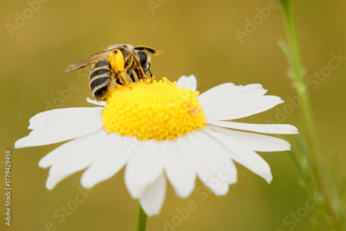 Individual of Bee Apis mellifera on central European meadow flower